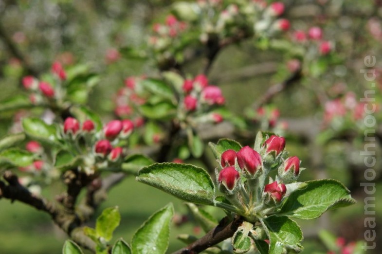 Apfelblüte