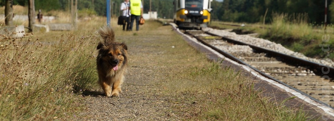 Ein Hund im Bahnhof von Leszno Górne
