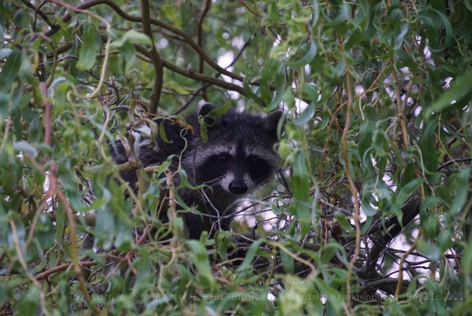 Waschbaren Im Garten B3b