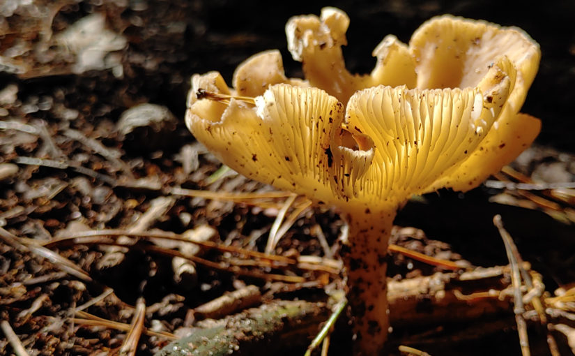Der Pilz des Tages