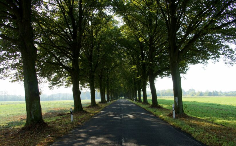 Allee Schönfeld – Wilmersdorf