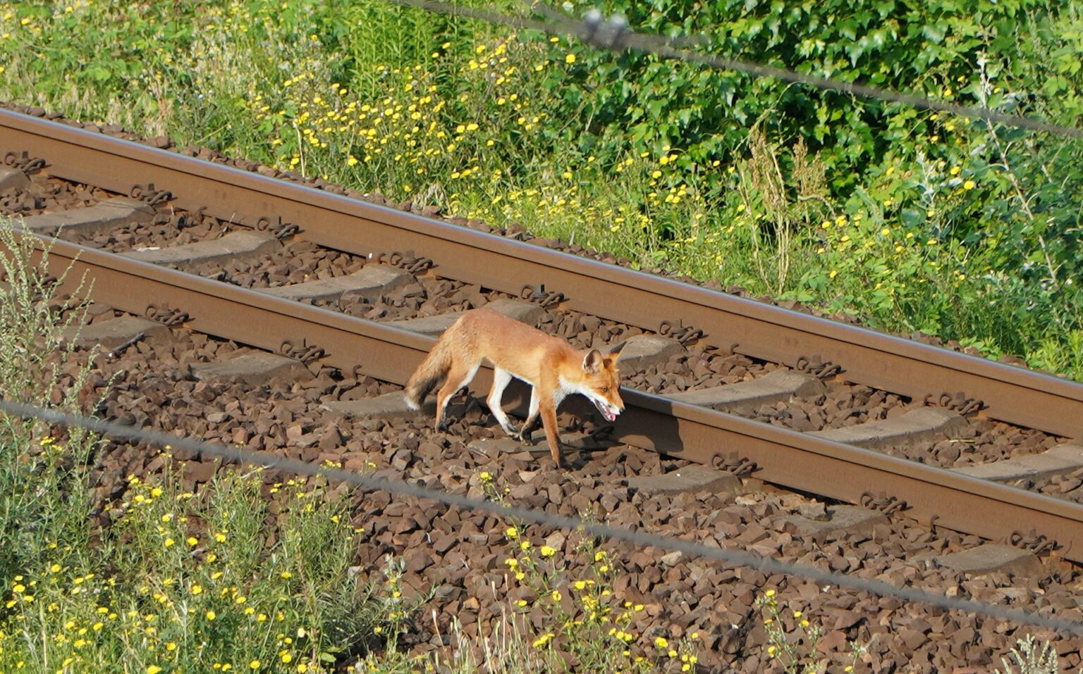 Der Fuchs an der Bahn B3B