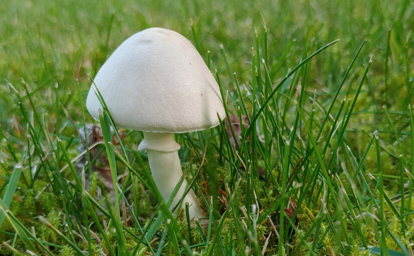 Ein frischer Pilz im Grün