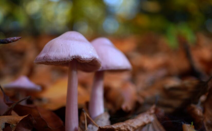 Pilze im Wald