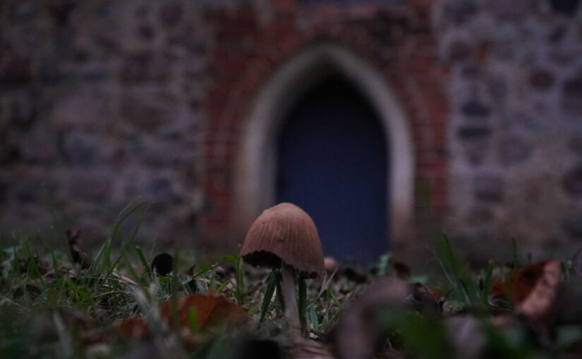 ein Pilz mit available ligth