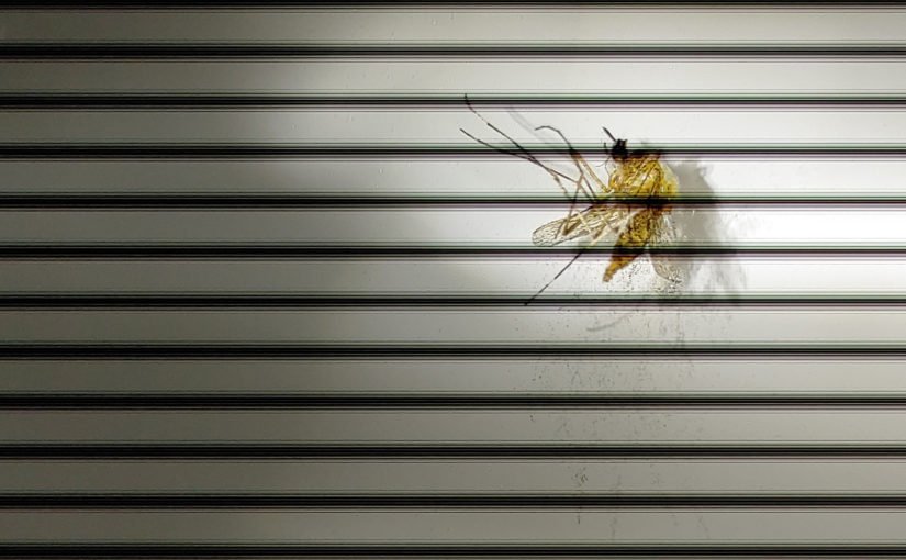 Mücke hinter Gittern