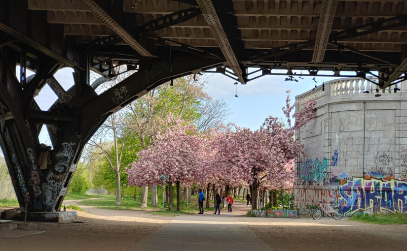 Die japanischen Kirschblüten unter der Bornholmer Brücke