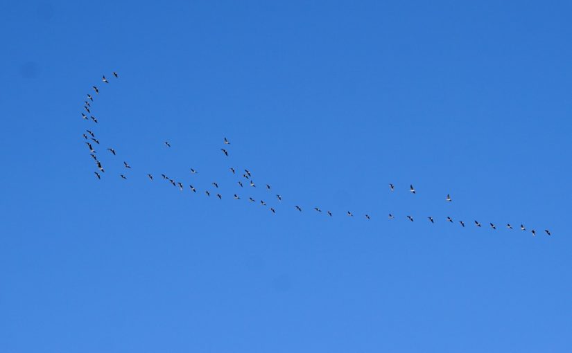 Die Wildgänse ziehen