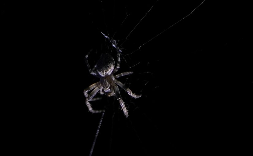 Kreuzspinne bei Nacht