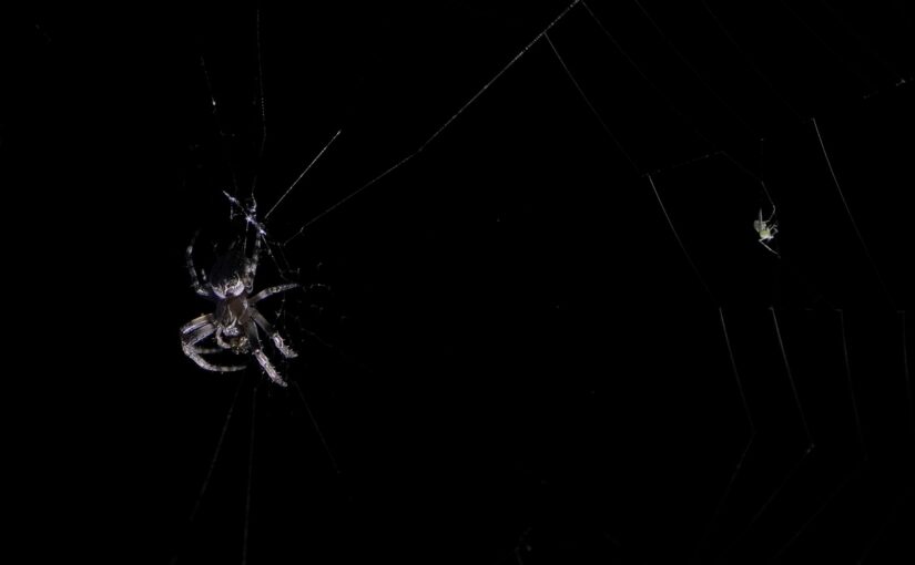 Die Spinne und ihr Opfer