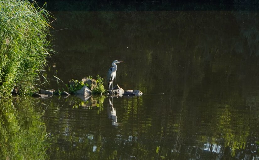 Ein Fischreiher an der Saar