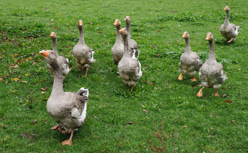 Aufgeregte Gänse in Oberhavel